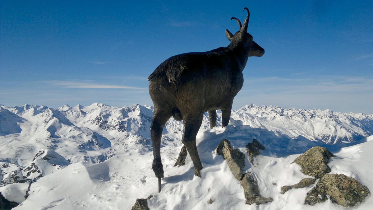 Ein Tier in den Bergen von Oesterreich