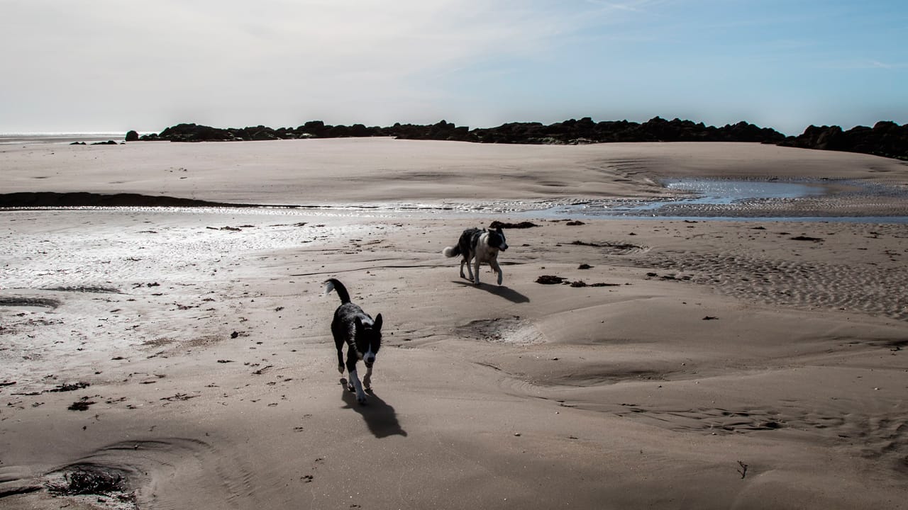 Hundestrände in Frankreich – eine schwierige Liebesbeziehung