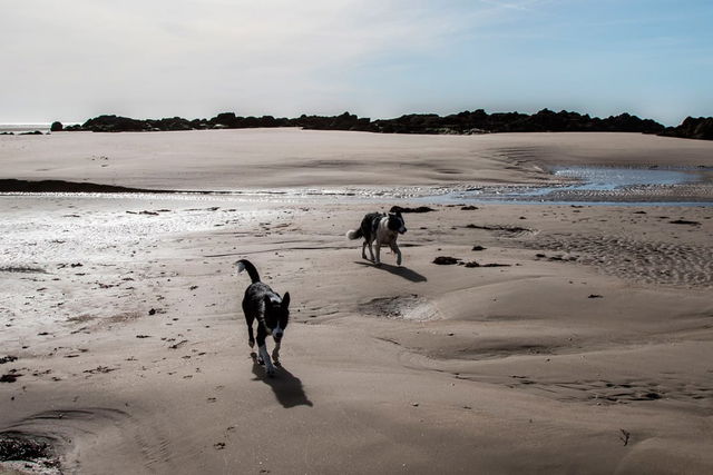 Hundestrände in Frankreich – eine schwierige Liebesbeziehung