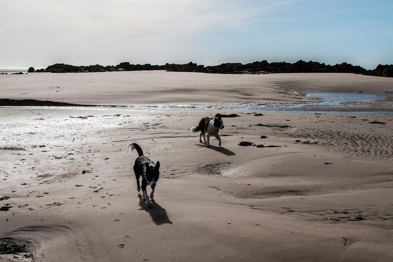 Hundestrände in Frankreich – eine schwierige Liebesbeziehung