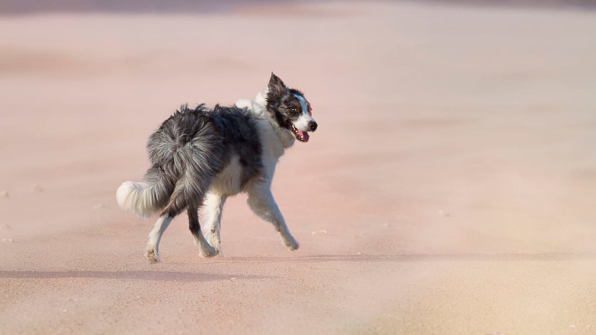 Ein weiter unberuehrter Hundestrand in Frankreich