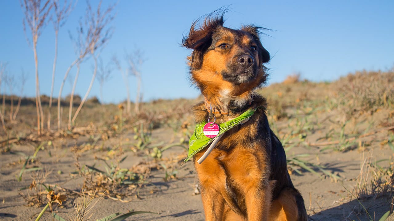 Reisen und Camping mit Hund in Italien: Einreise, Gesundheitsvorsorge, Bestimmungen vor Ort