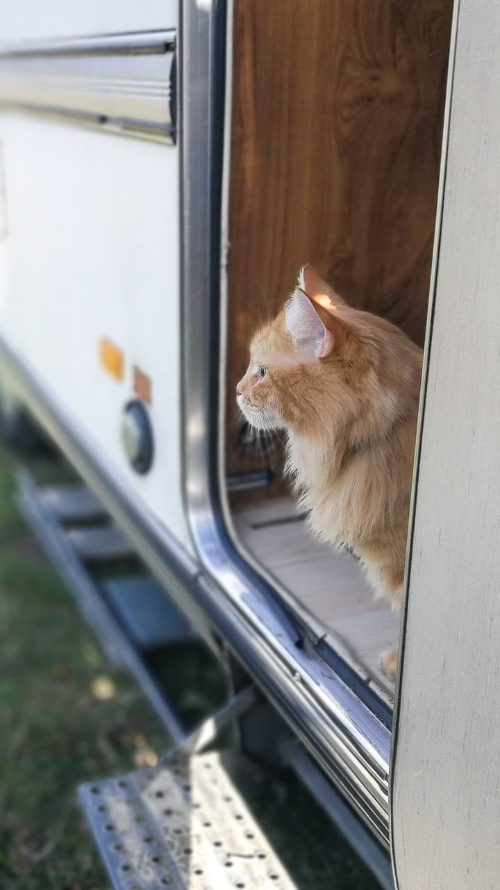 Eine Katze schaut aus einem Wohnmobil