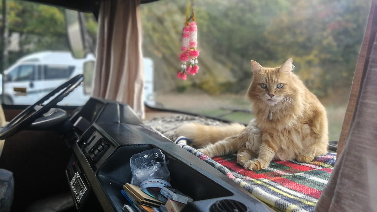 Camping und Reisen mit Katzen: Tipps für Samtpfoten im Wohnmobil
