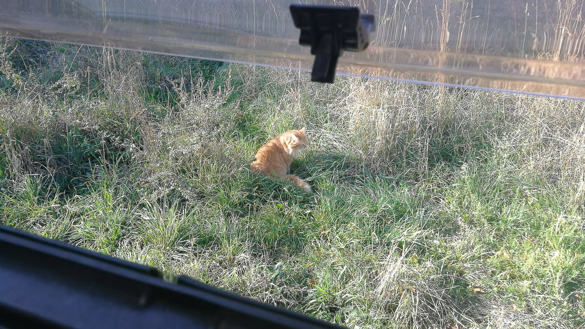 Eine Katze hat Freigang beim Reisen im Wohnmobil