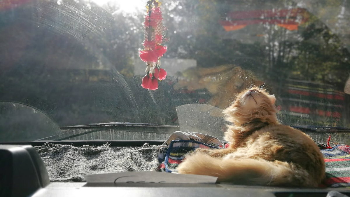 Eine Katze sonnt sich auf dem Armaturenbrett im Wohnmobil