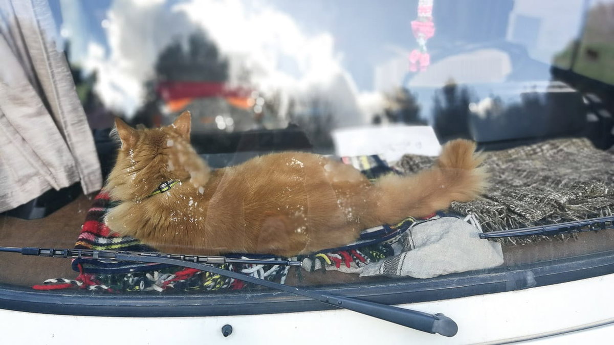Das Armaturenbrett ist ein super Platz fuer Katzen im Wohnmobil
