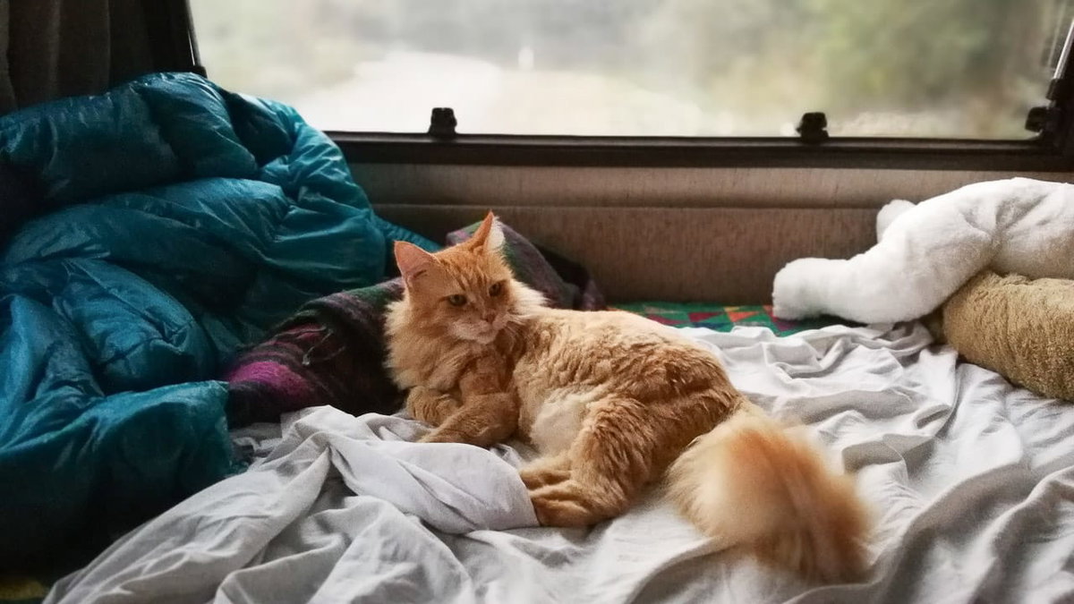 Ein Schlafplatz fuer die Katze im Wohnmobil