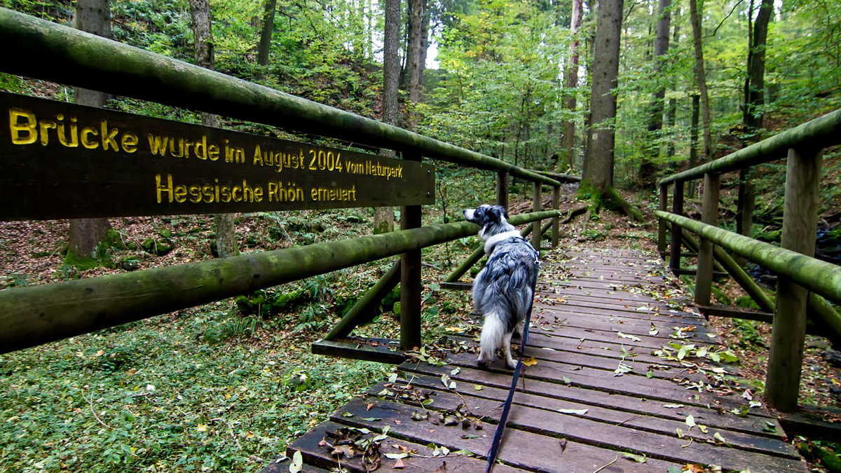 Spaziergang mit Hund durch die Kaskadenschlucht in Rhoen