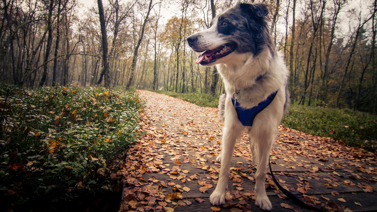 Ein Hund auf einem Spaziergang in Rotes Moor in Rhön
