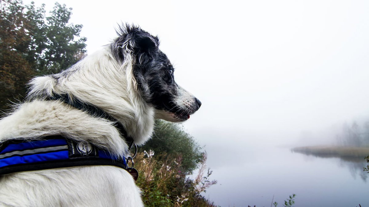 Mit dem Hund unterwegs im Rotes Moor in Rhoen