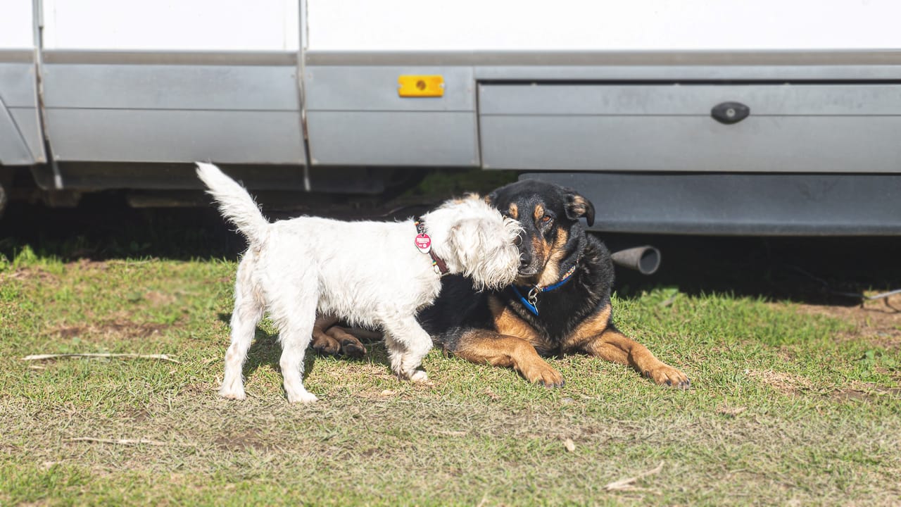 Hundefreundliche Campingplätze – was sie auszeichnet und wo du sie findest