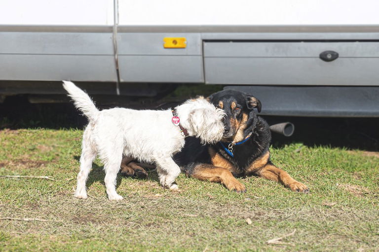 Hundefreundliche Campingplätze – was sie auszeichnet und wo du sie findest