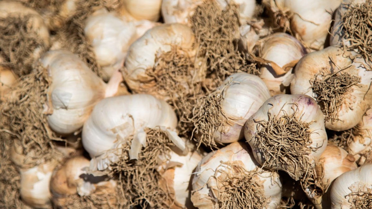 Knoblauch auf den Märkten in Frankreich