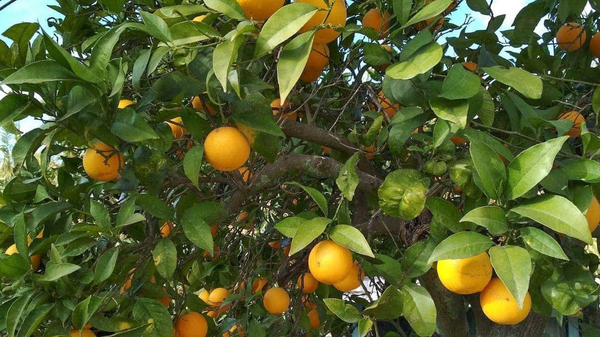 Überwintern in Spanien mit leckeren Orangen
