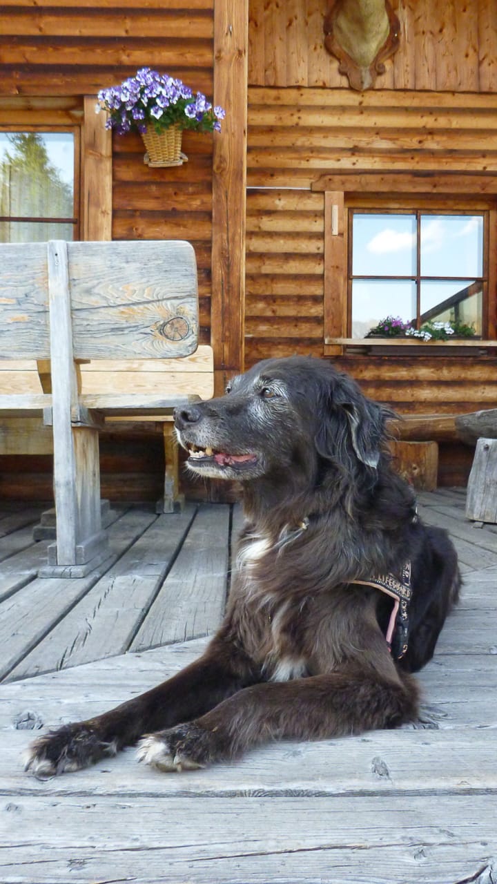 Ein Urlaub mit Hund in Österreich