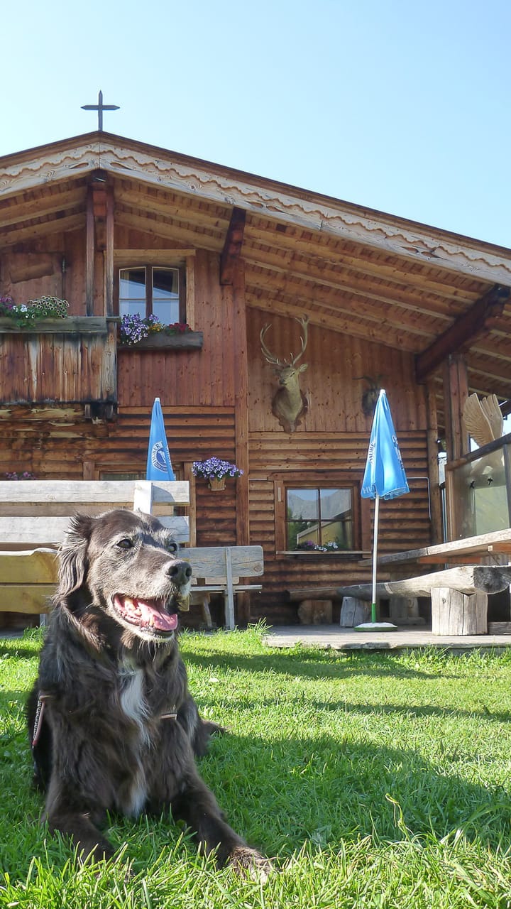 Camping mit Hund in Österreich an einer Alm