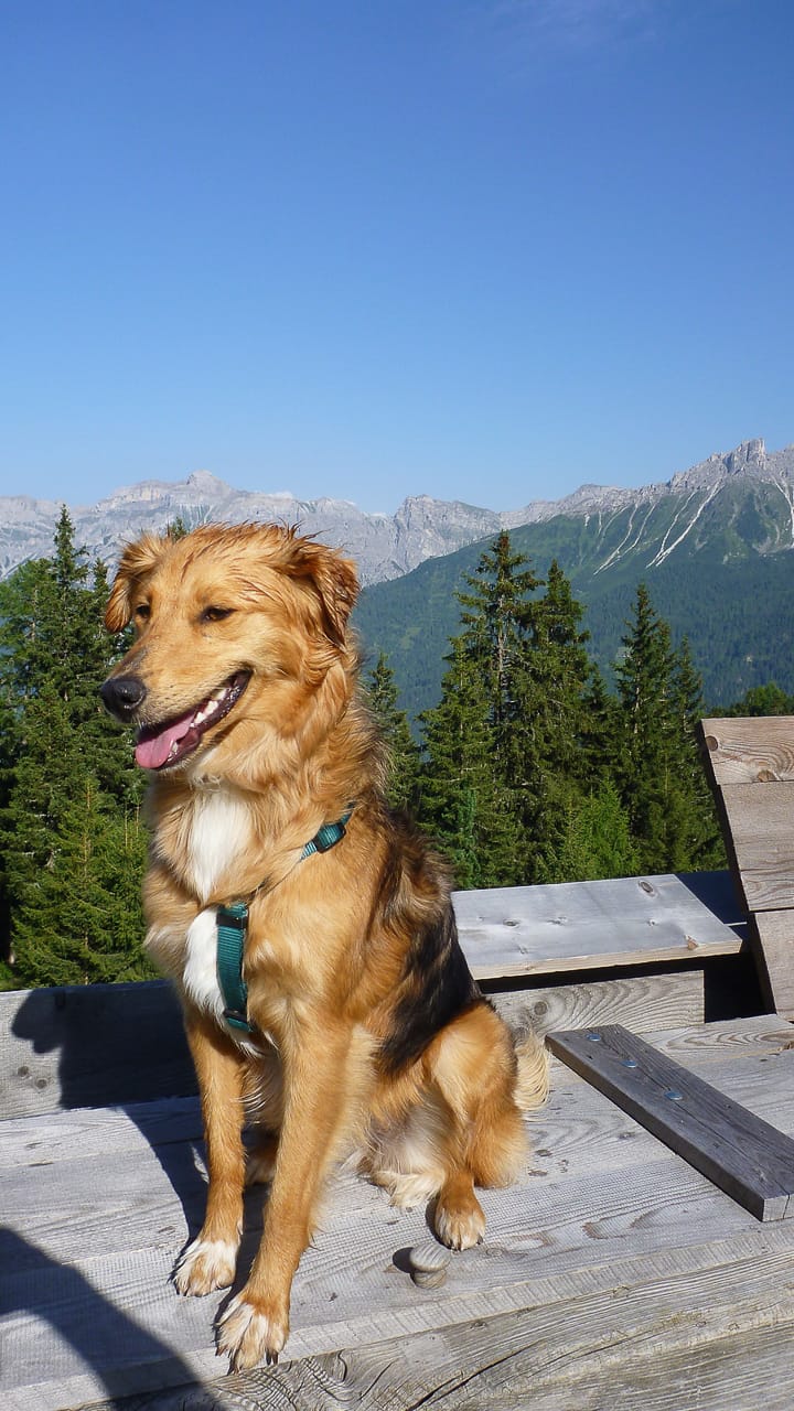 Camping in Österreich mit Hund