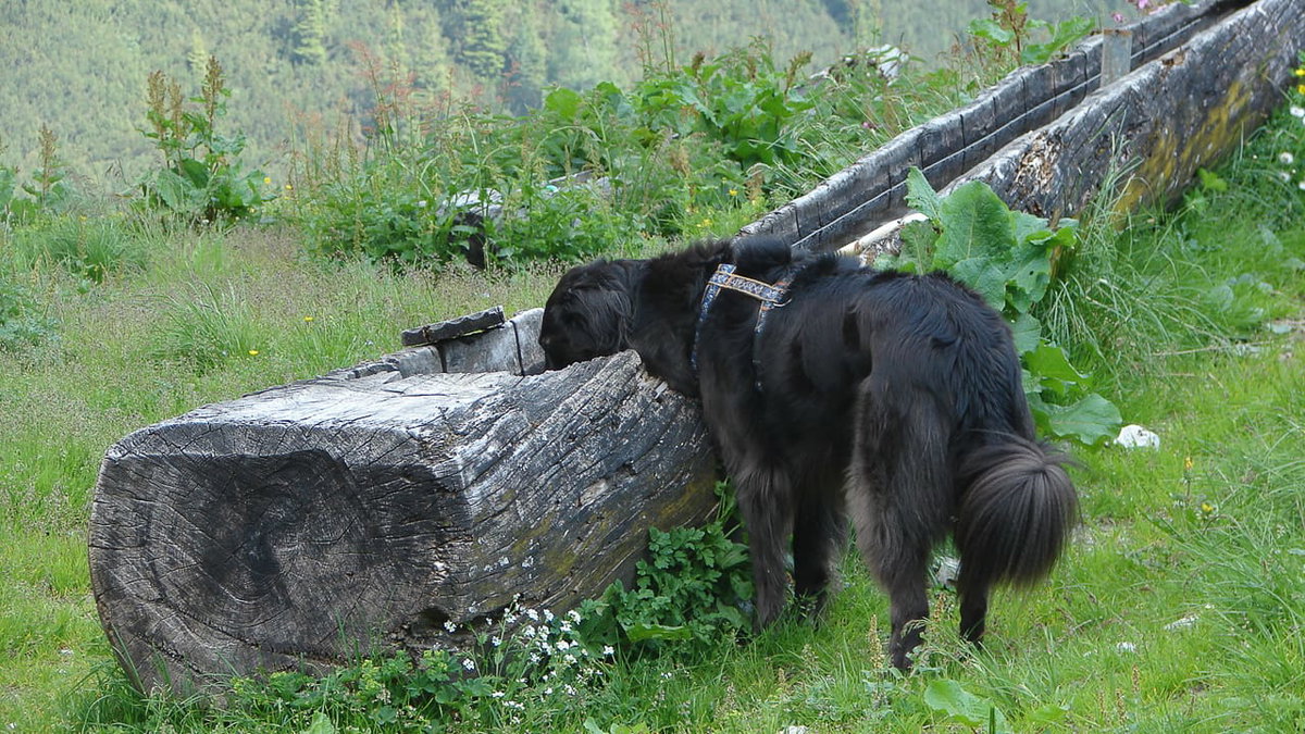Wandern und Camping mit Hund in Österreich