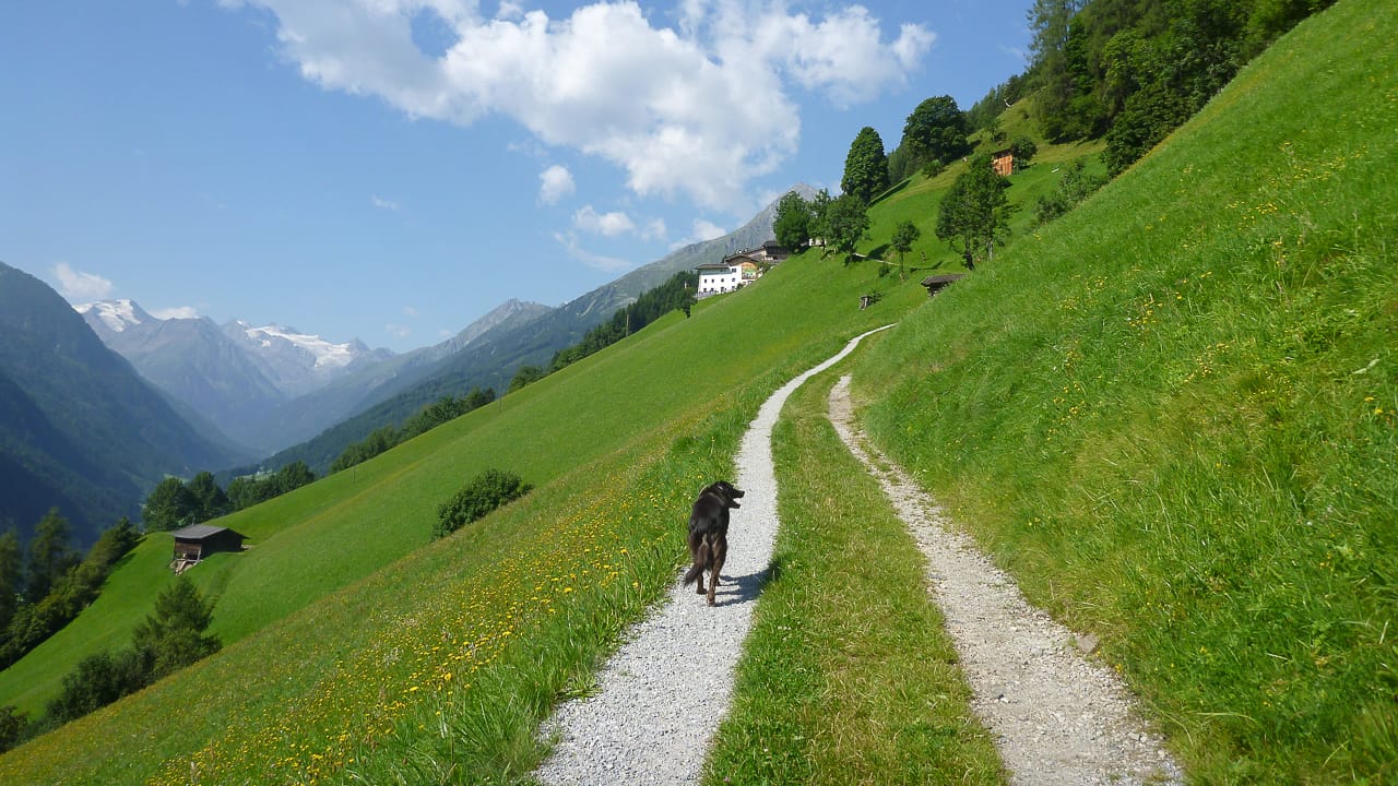 Reisen und Camping mit Hund in Österreich - Vorschriften und Erfahrungen
