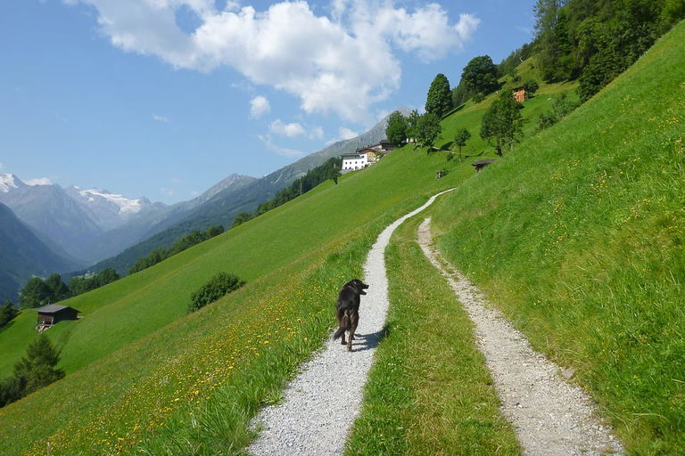 Reisen und Camping mit Hund in Österreich - Vorschriften und Erfahrungen