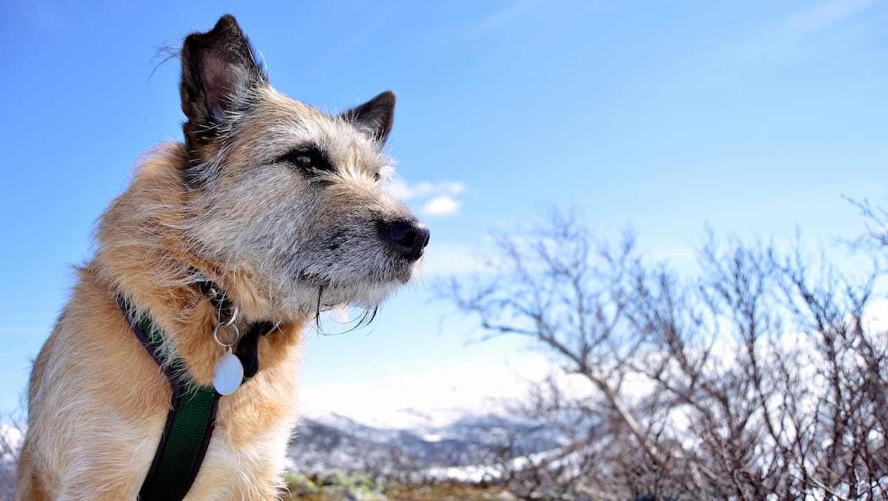 Camping in Skandinavien mit Hund: Was ist wo erlaubt?