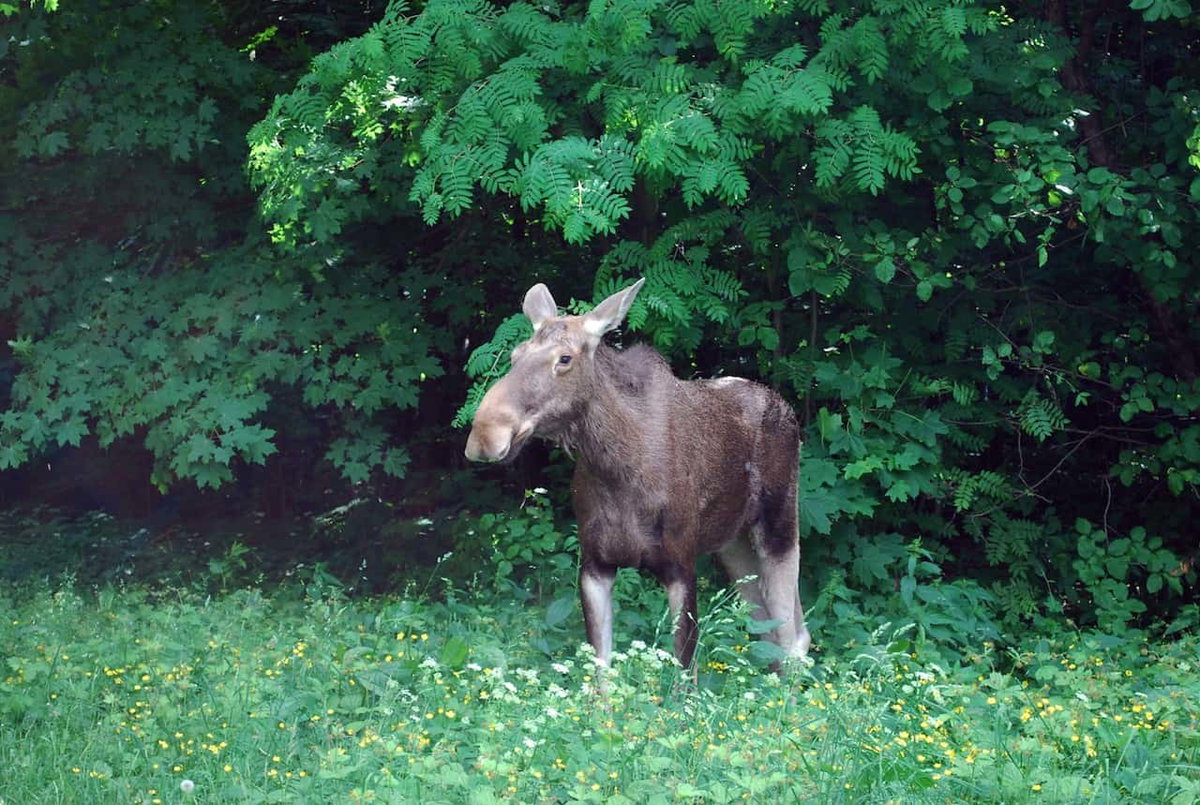 Elch in Moskauer Park
