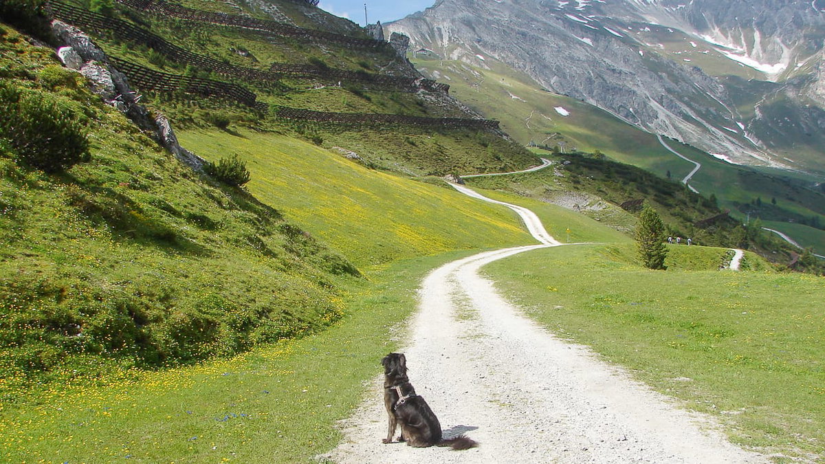 Einreise mit Hund