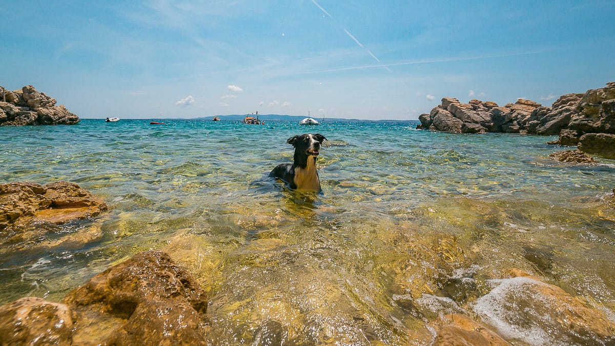 Camping mit Hund in Kroatien: Das solltest du vor Einreise wissen