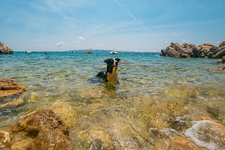 Camping mit Hund in Kroatien: Das solltest du vor Einreise wissen