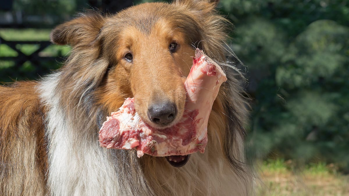Hund barfen auf Reisen: Möglichkeiten & Alternativen für unterwegs