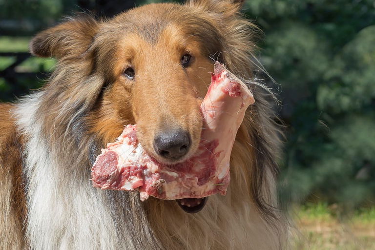 Hund barfen auf Reisen: Möglichkeiten & Alternativen für unterwegs