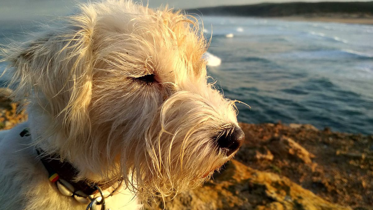 Liste für Einreise mit Hund nach Portugal
