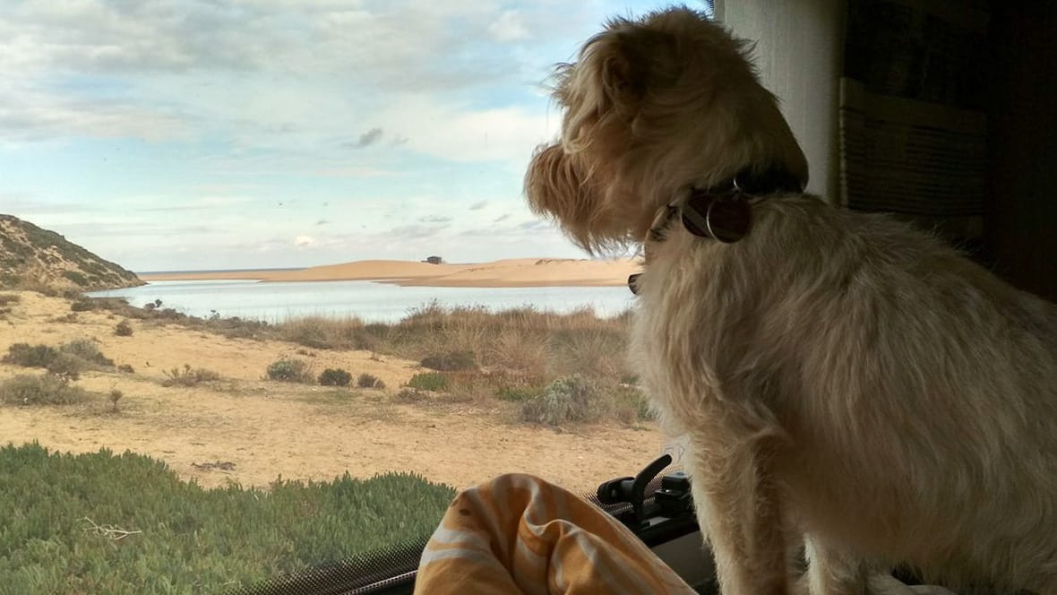 Aussicht aus dem Camper auf einen Campingplatz in Portugal mit Hund