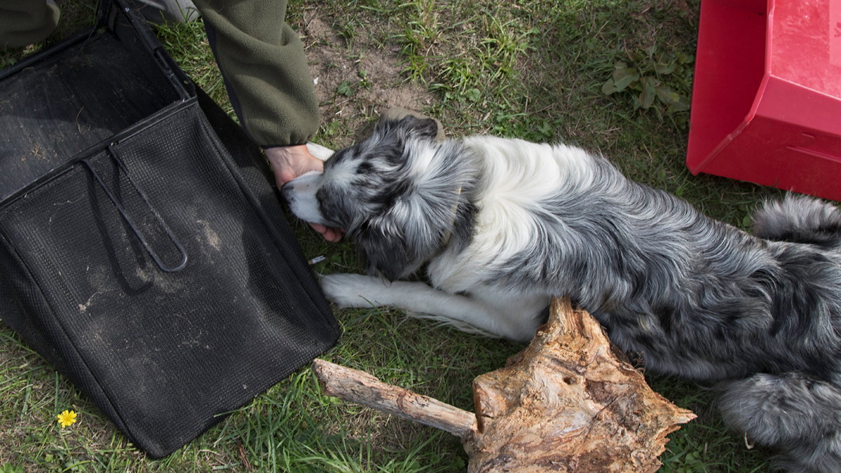 Objektsuche als Beschäftigung für Hunde