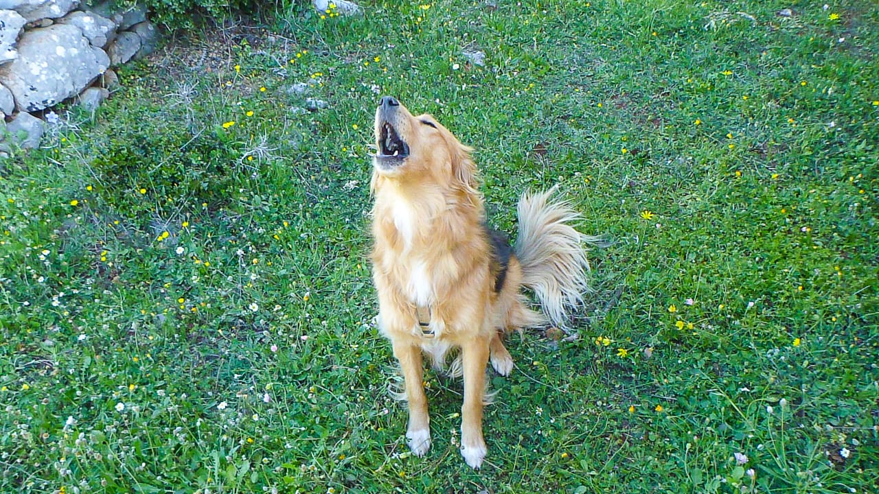 So kannst du deinen Hund auf das Reisen und Campen vorbereiten