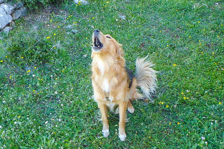 So kannst du deinen Hund auf das Reisen und Campen vorbereiten
