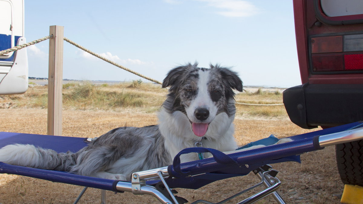 Ausruhen ist beim Beschäftigen mit Hunden wichtig