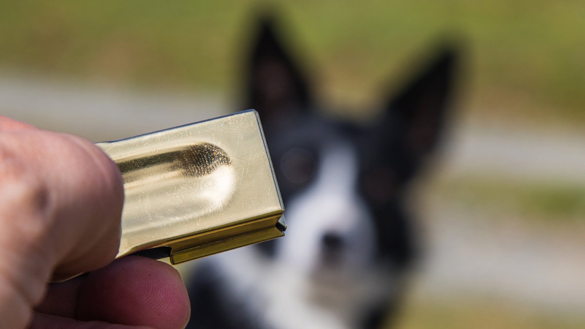 Ideen zur Beschäftigung für Hunde mit Clicker