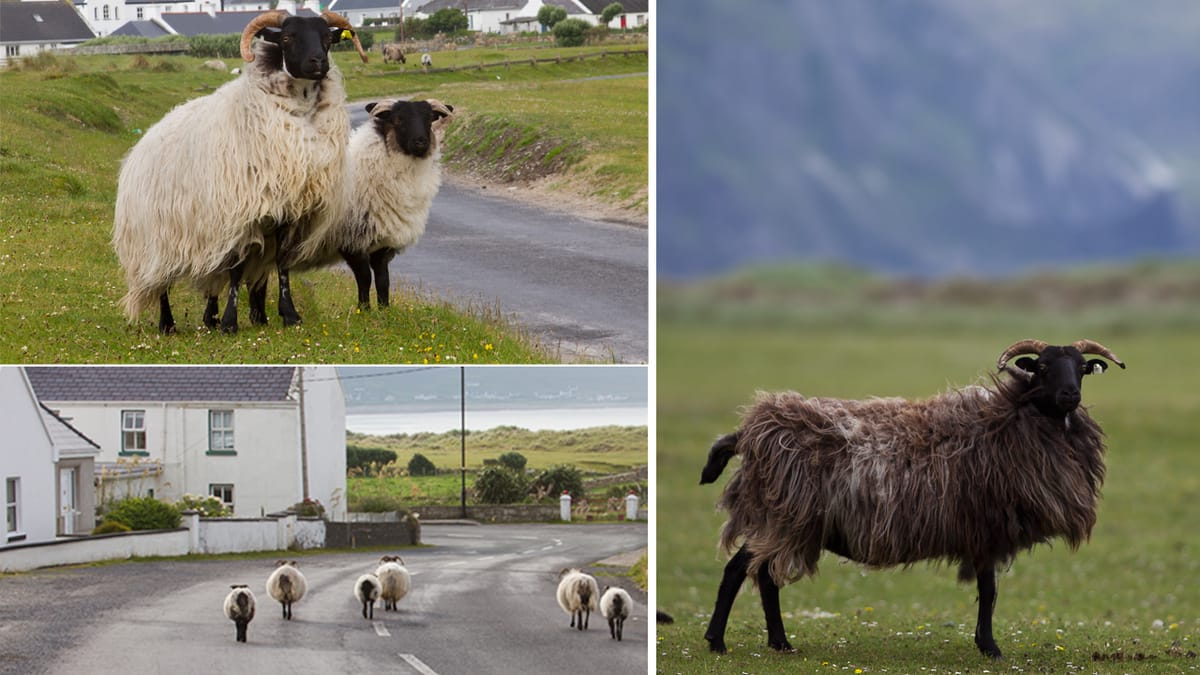 Zahlreiche Schafe in Irland