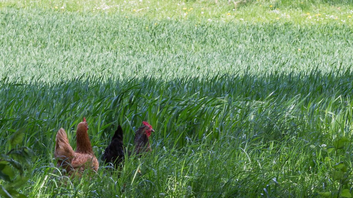 Camping auf dem Bauernhof mit Hühnern