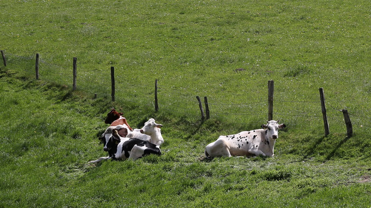 Kühe beobachten beim Camping auf dem Bauernhof