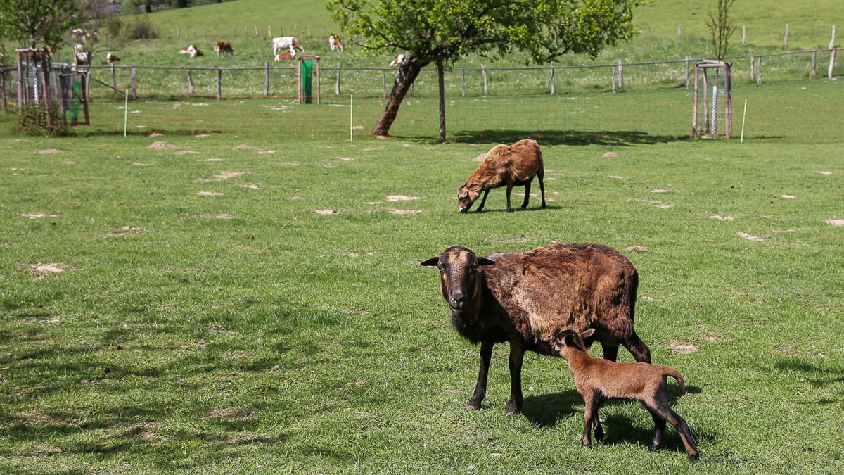Ziegen und Schafe beim Camping auf dem Bauernhof