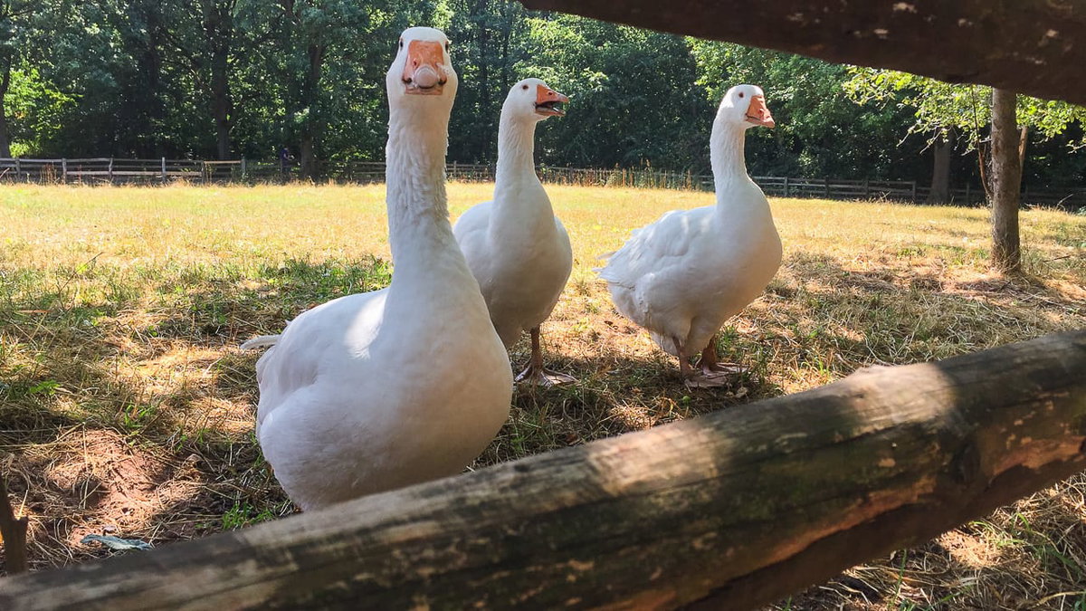 Gänse im Freilichtmuseum beim Campingurlaub in der Eifel