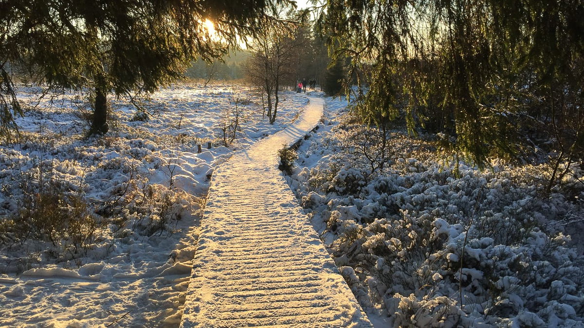 Das Venn im Schnee mit Camping in der Eifel
