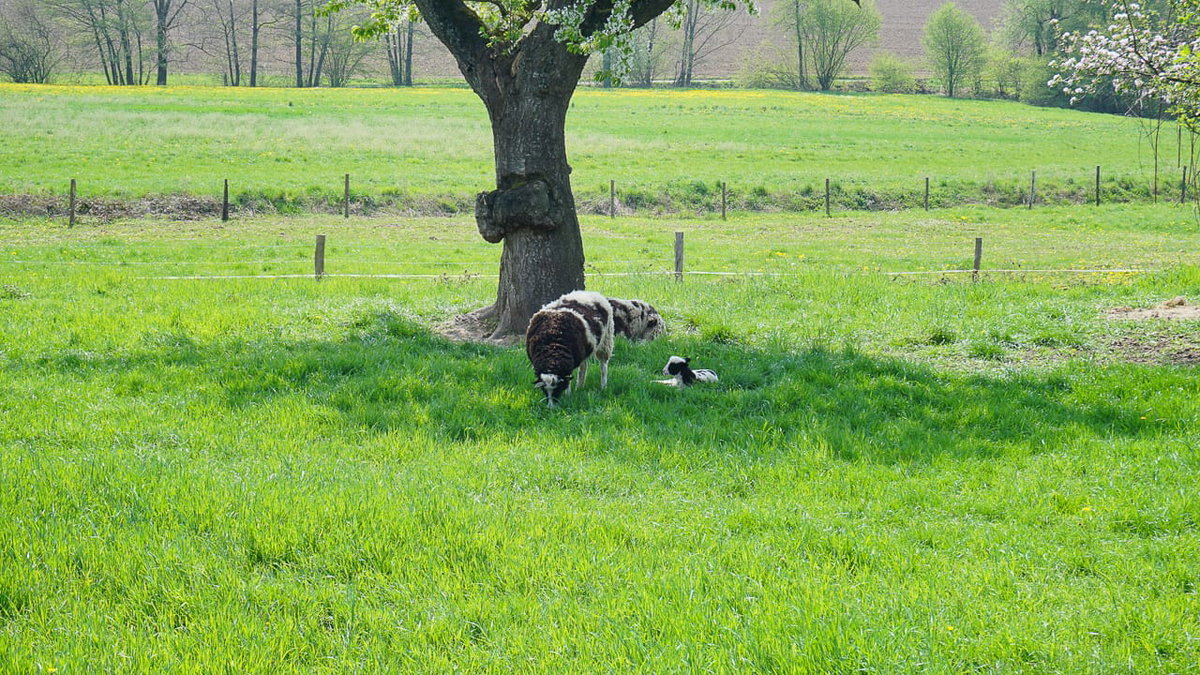 Ziegen beim Camping auf dem Bauernhof