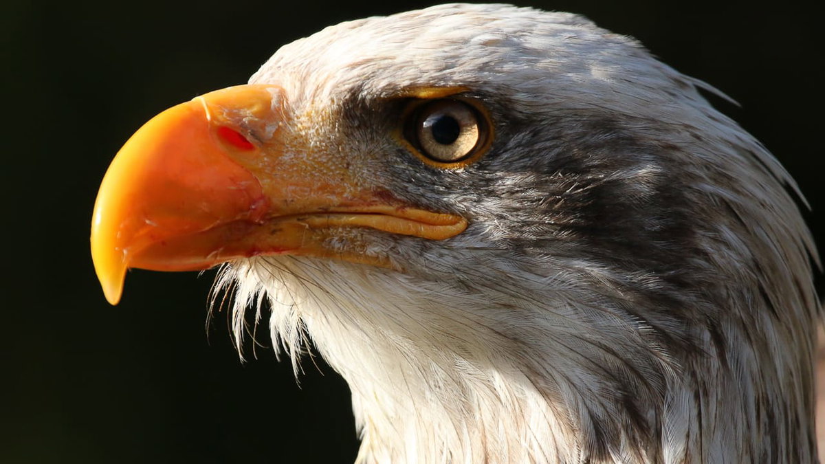 Adler in der Hellenthal Greifvolgestation beim Camping Eifel