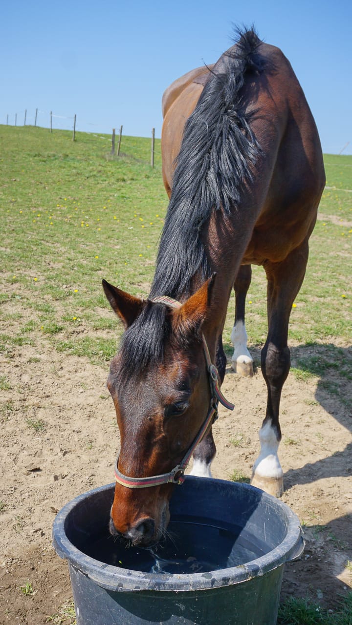 Pferde beim Camping auf dem Bauernhof