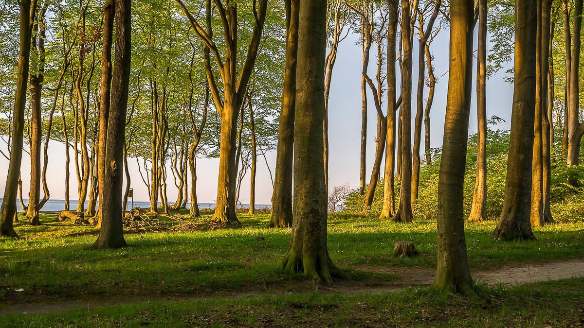 Camping an der Ostsee mit Blick in den Wald