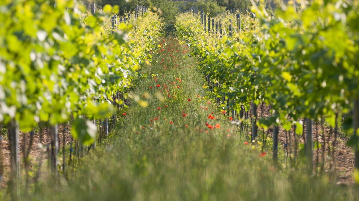 Wein im Taubertal auf einer Wohnmobiltour durch Hohenlohe